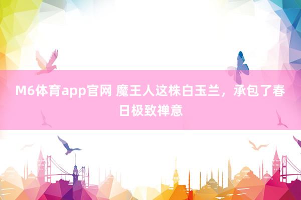 M6体育app官网 魔王人这株白玉兰，承包了春日极致禅意
